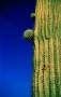 waged1 Cacti - Nature  ©2004 David Wages